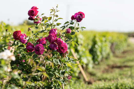 Pinot Noir und Chardonny. Und die feinen Crémant: