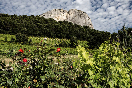 Grenache Blanc