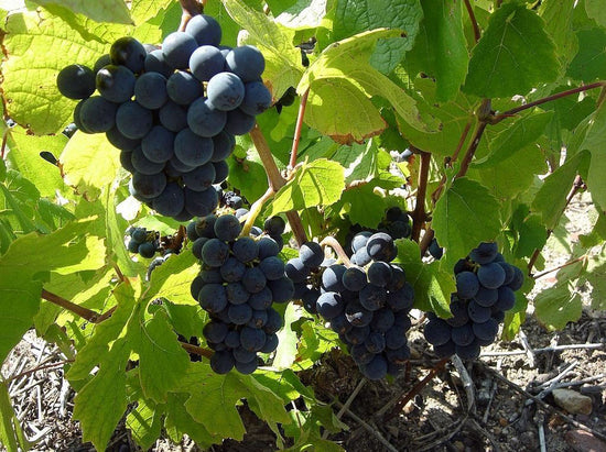 Gamay