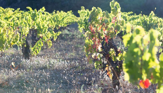 Das Piemont, La Clape, Faugères, Minervois und Corbières