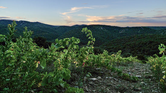 Carignan Blanc