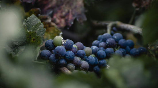 Rotwein aus dem Bordelais (Bordeaux)