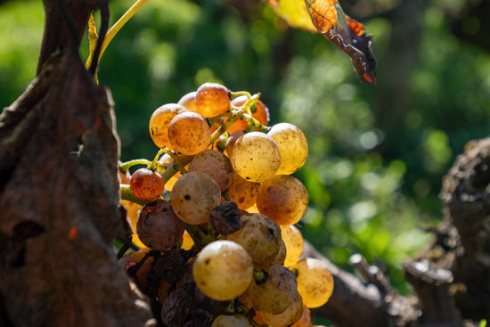 Viognier