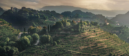 Prosecco von guten Winzern