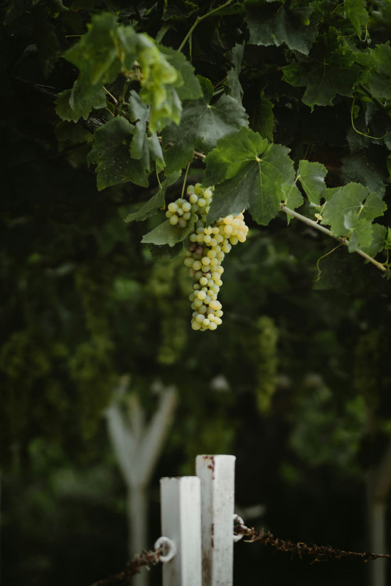 Champagne, Côtes du Rhône und Burgund